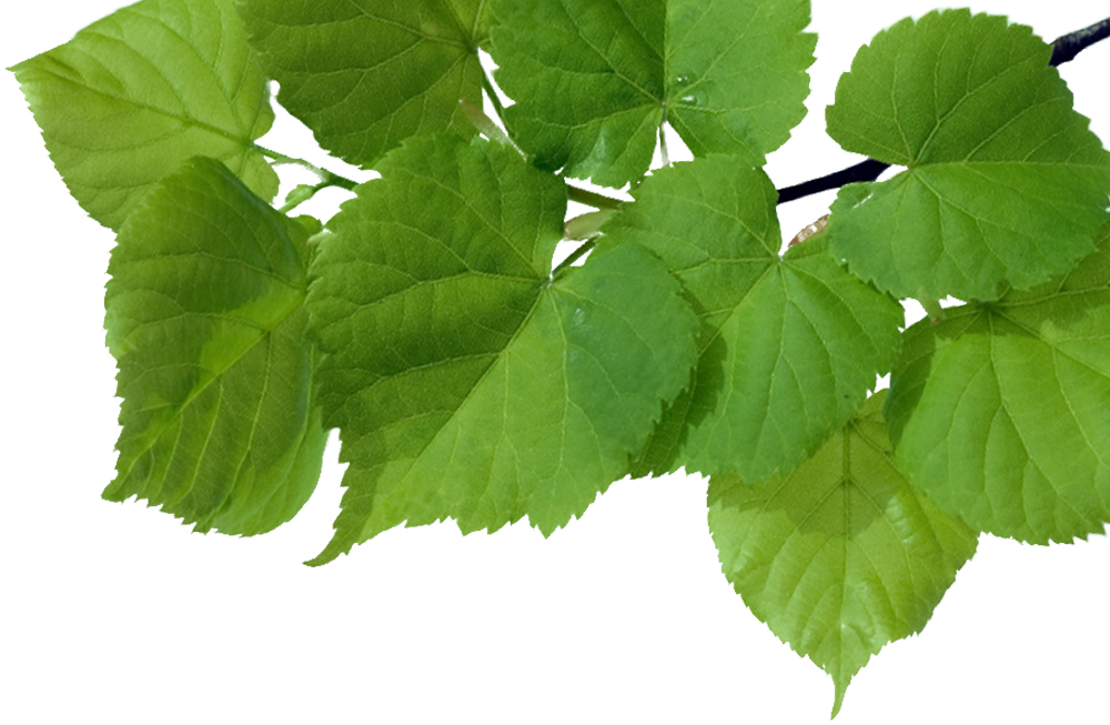 Lindenblätter